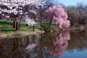 cherry blossoms, small