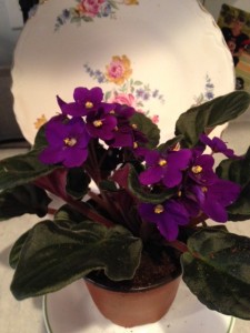 African violet